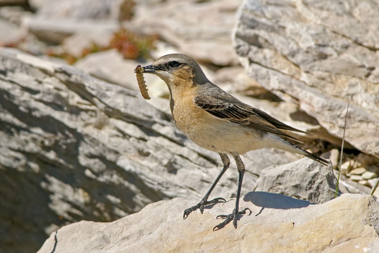 Culbianco (Oenanthe oenanthe)